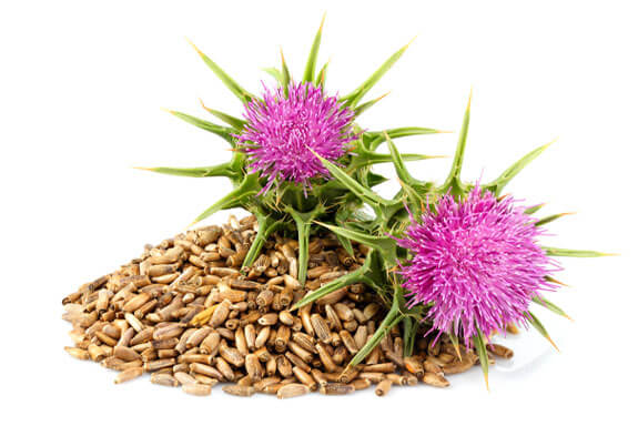 ingredients-milk-thistle